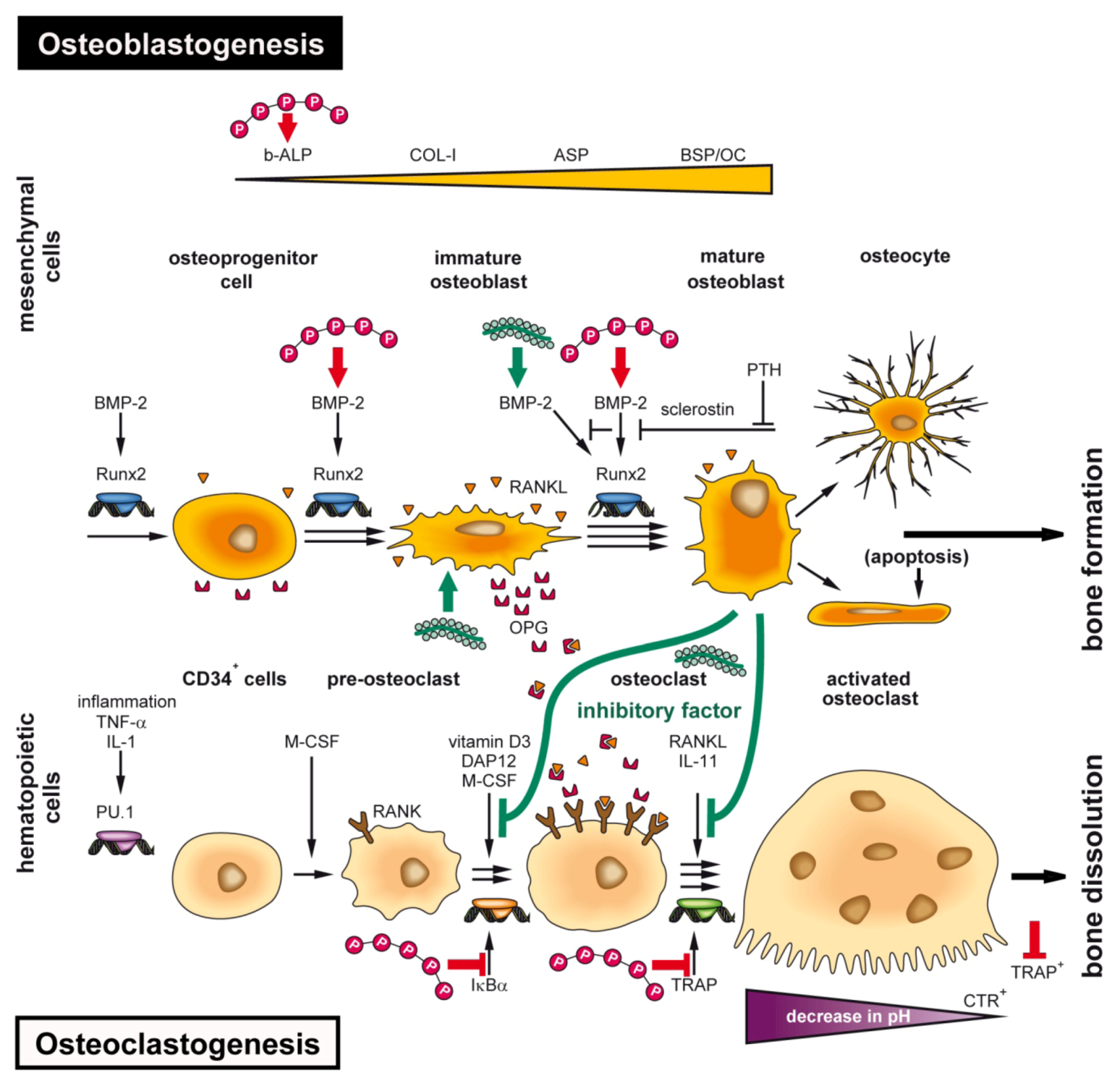 Marinedrugs 11 00718 g005
