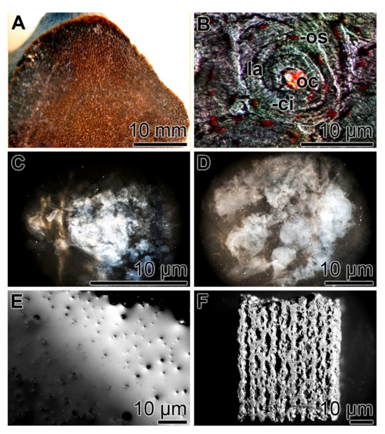 Marinedrugs 11 00718 g006