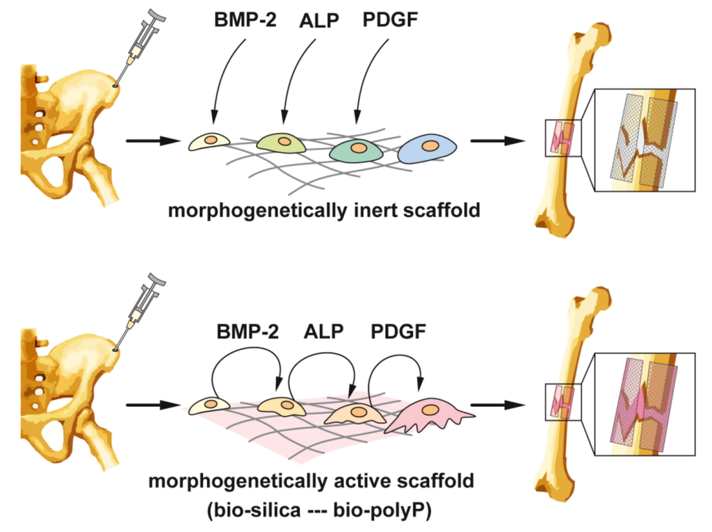 Marinedrugs 11 00718 g007 1024