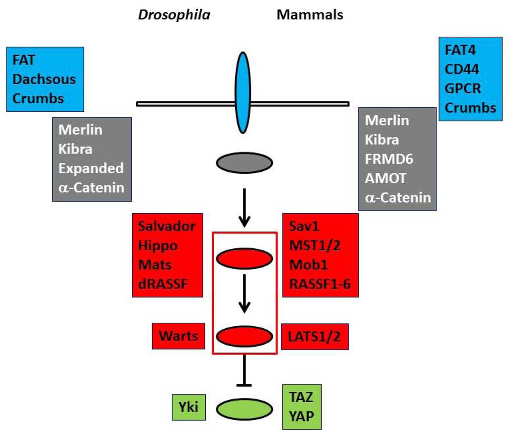 Marinedrugs 11 00896 g001 1024