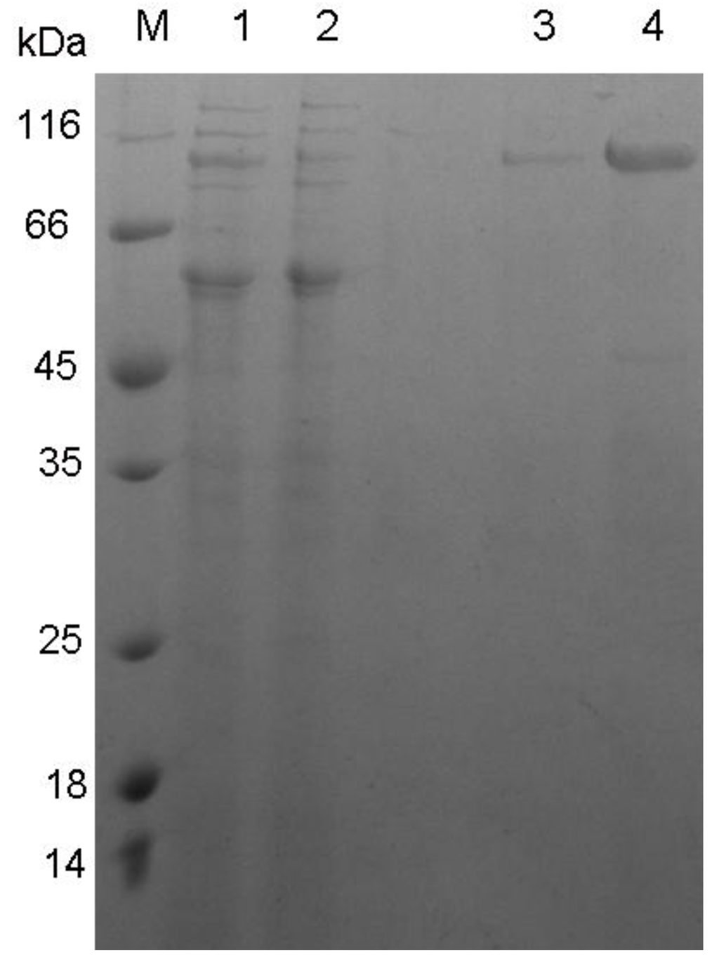 Marinedrugs 11 01173 g003 1024