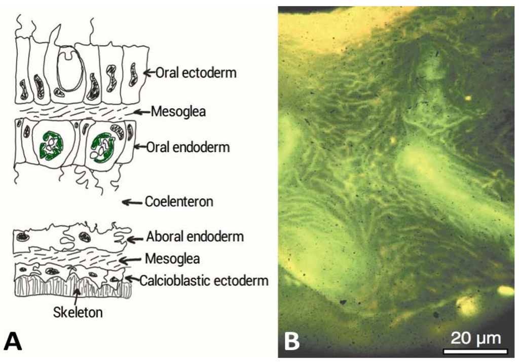 Marinedrugs 11 01203 g002 1024