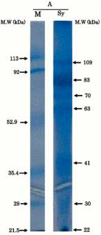 Marinedrugs 11 01203 i001