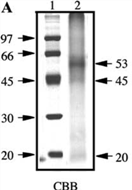 Marinedrugs 11 01203 i002