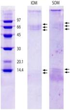 Marinedrugs 11 01203 i003