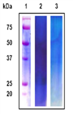 Marinedrugs 11 01203 i004