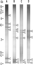 Marinedrugs 11 01203 i005