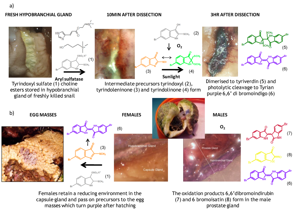 Marinedrugs 11 01370 g001 1024