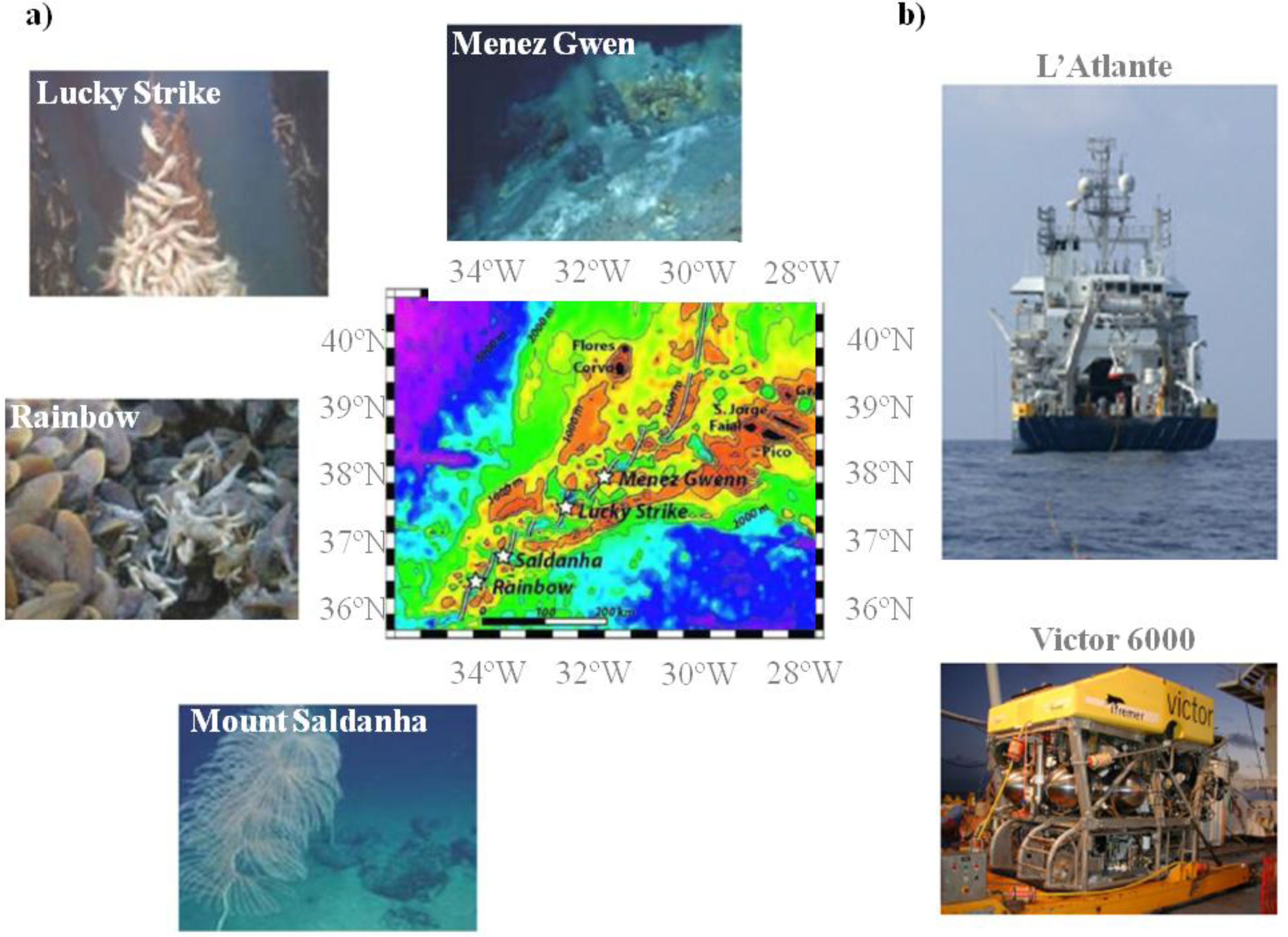 Marinedrugs 11 01506 g001