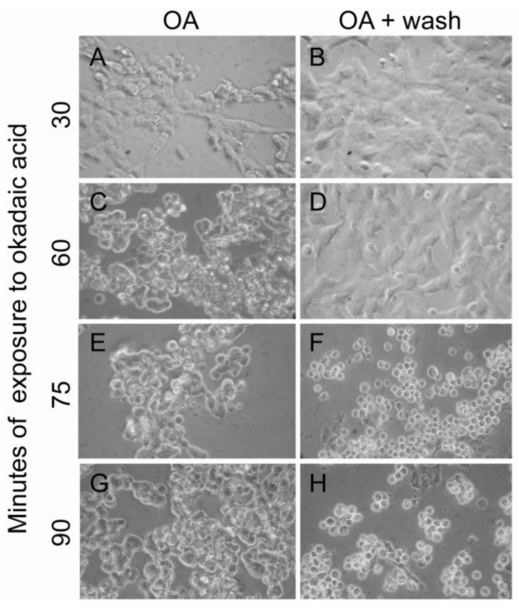 Marinedrugs 11 01763 g007 1024