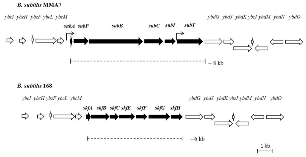 Marinedrugs 11 01878 g004 1024