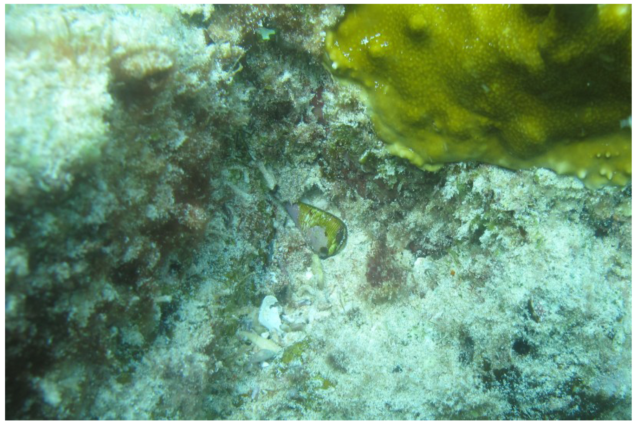 Marinedrugs 11 02203 g001