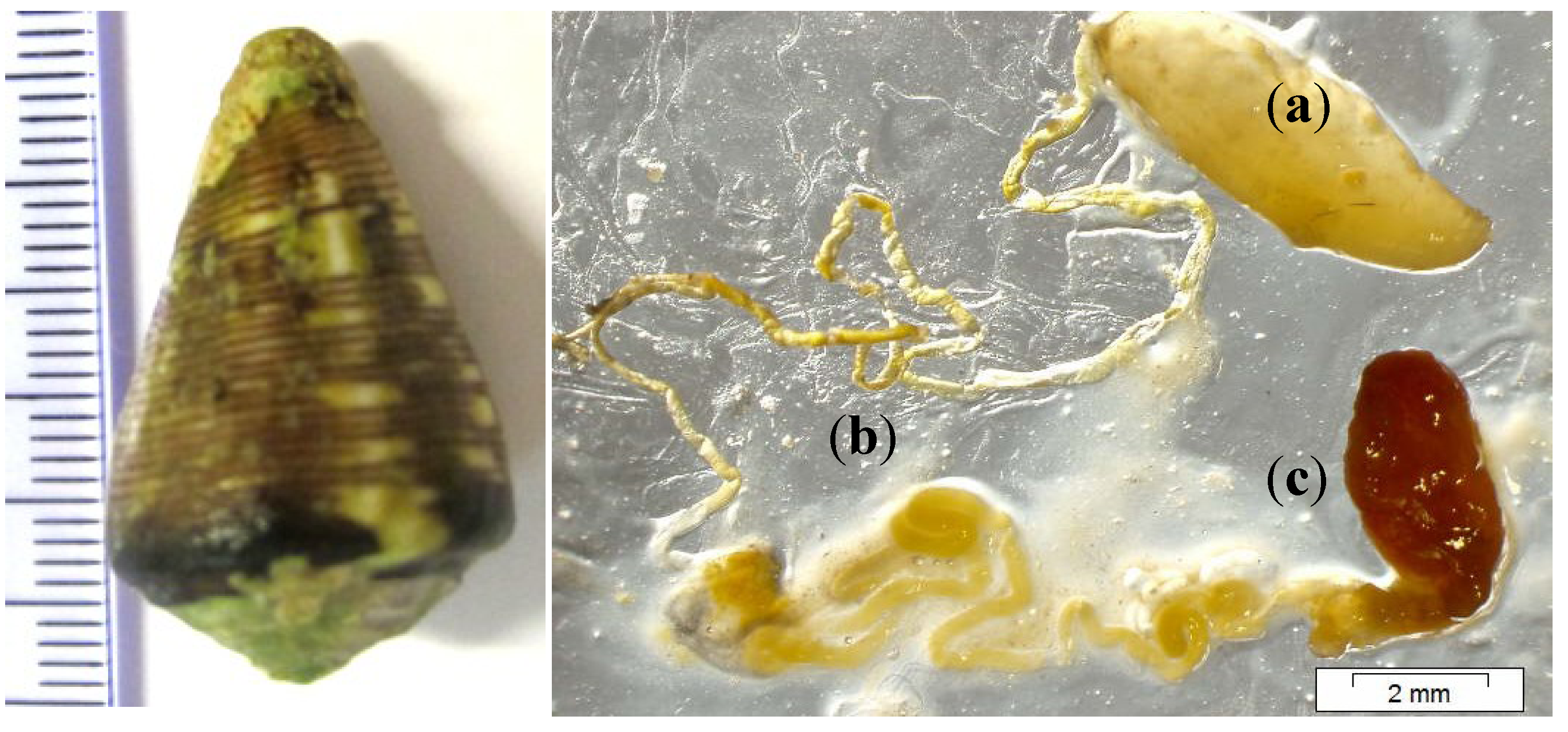 Marinedrugs 11 02203 g004