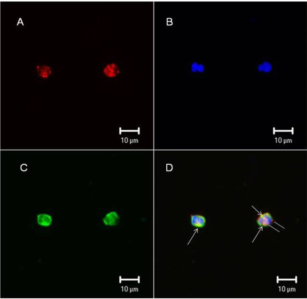 Marinedrugs 11 02722 g005 1024