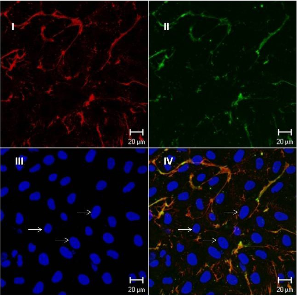 Marinedrugs 11 02722 g006 1024