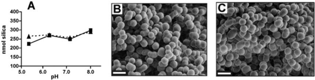 Marinedrugs 11 03155 g003 1024