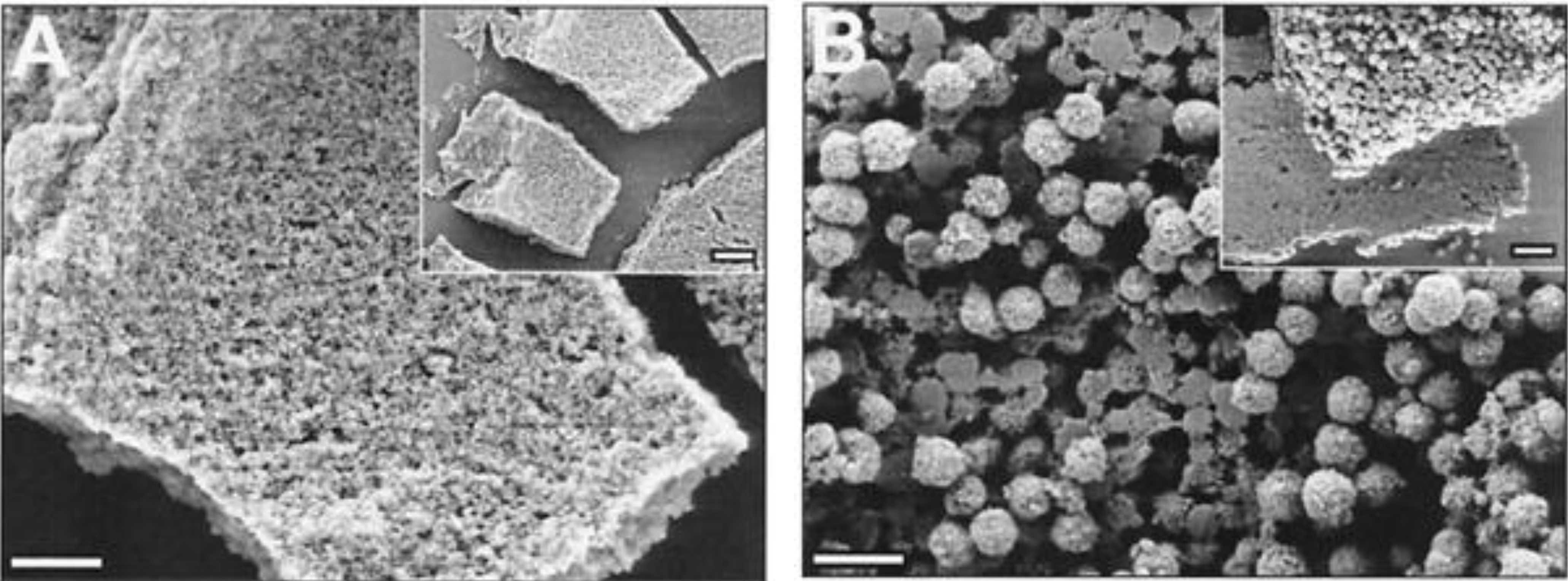 Marinedrugs 11 03155 g005