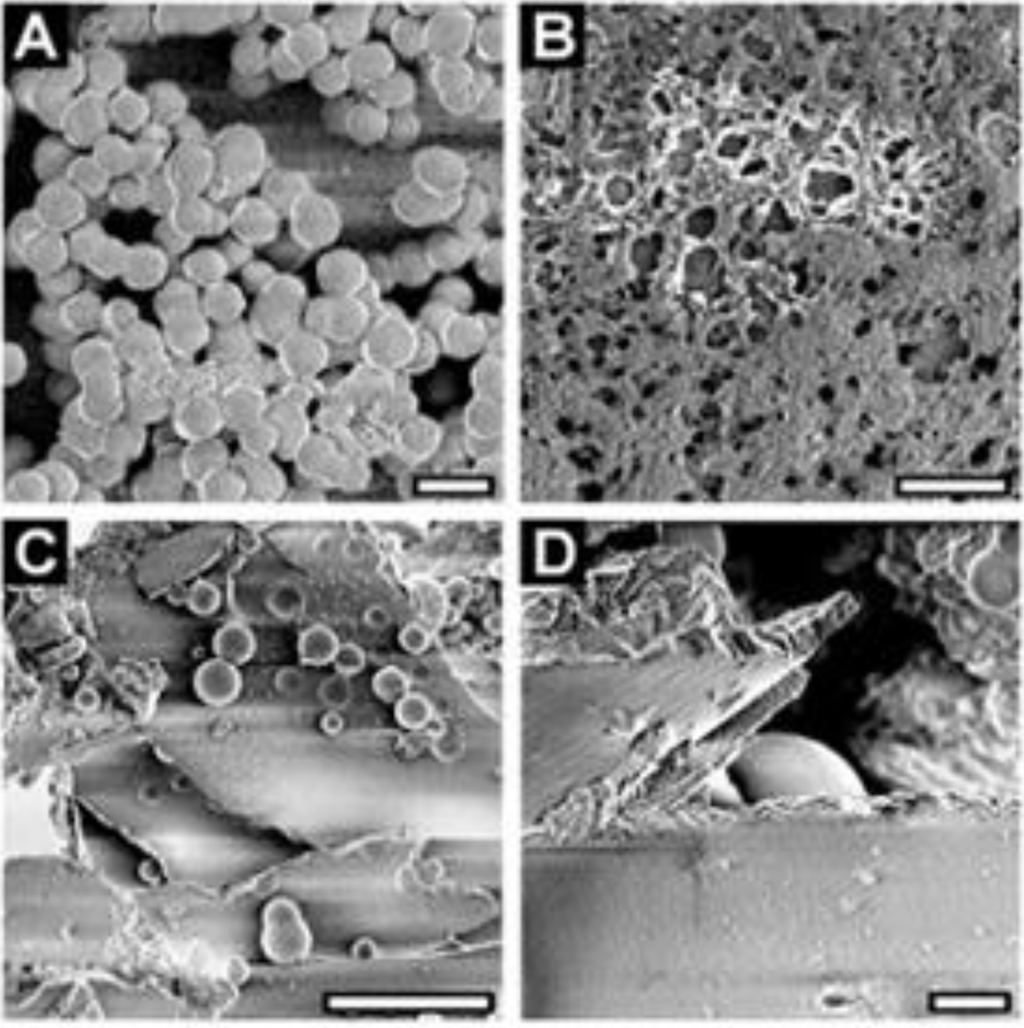 Marinedrugs 11 03155 g007 1024