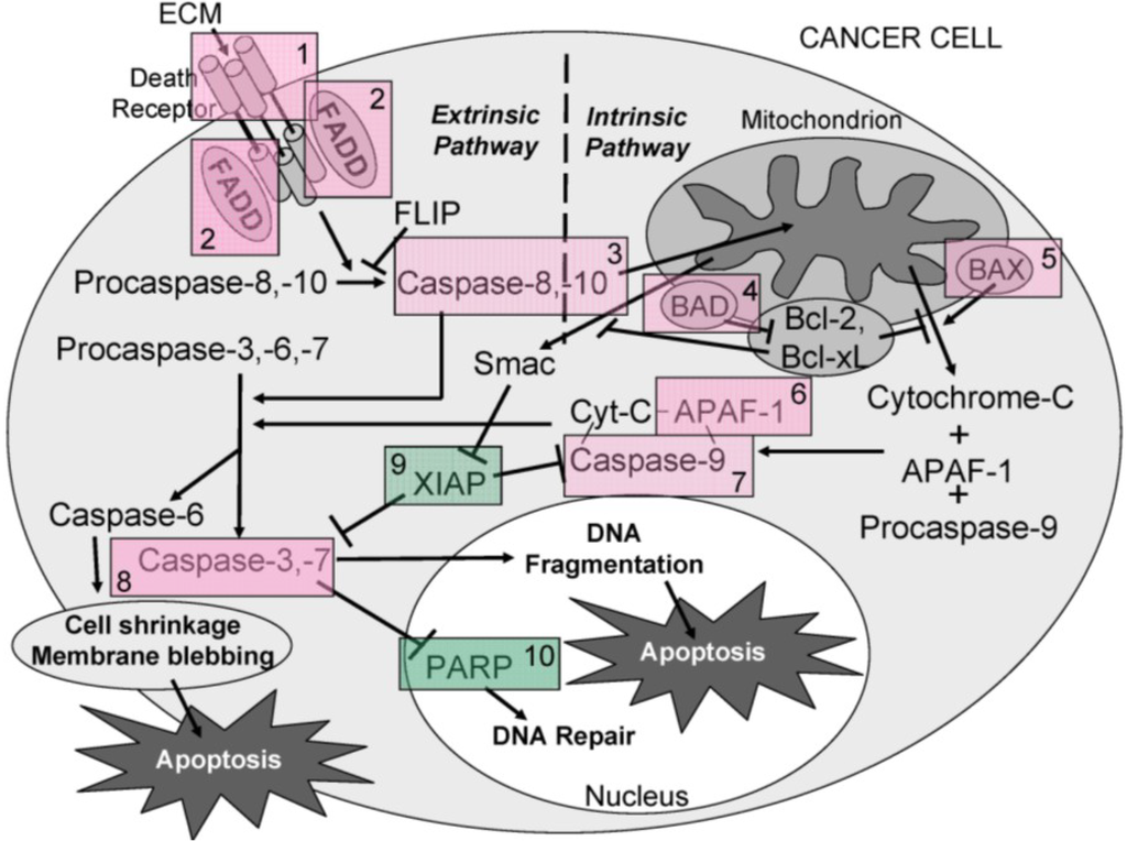 Marinedrugs 11 03224 g016 1024