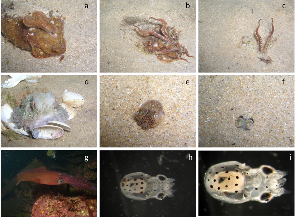 Marinedrugs 11 03381 g005 1024