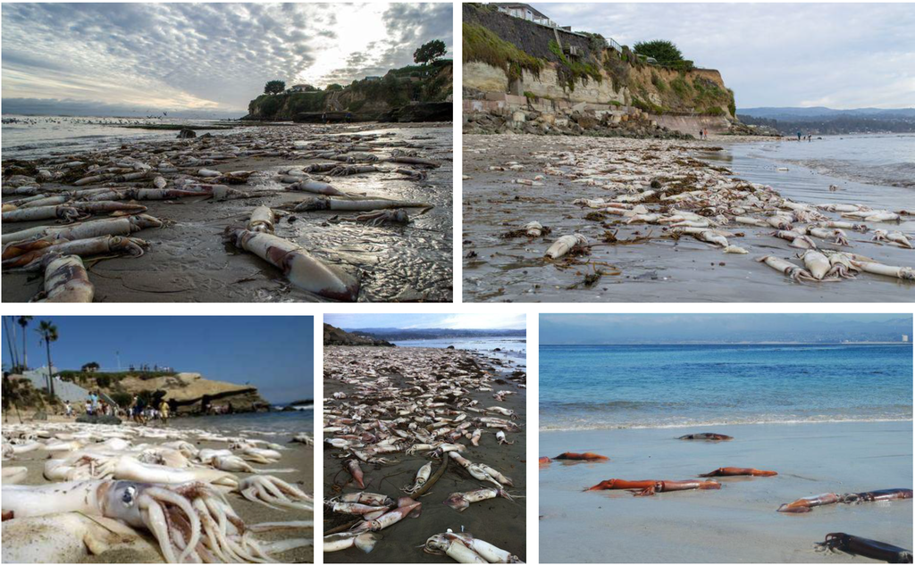 Marinedrugs 11 03381 g010 1024