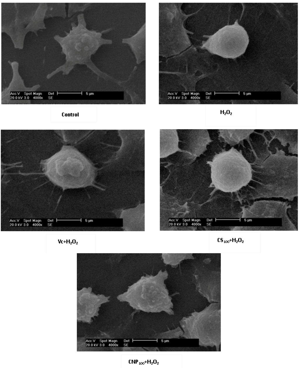 Marinedrugs 11 03582 g005 1024