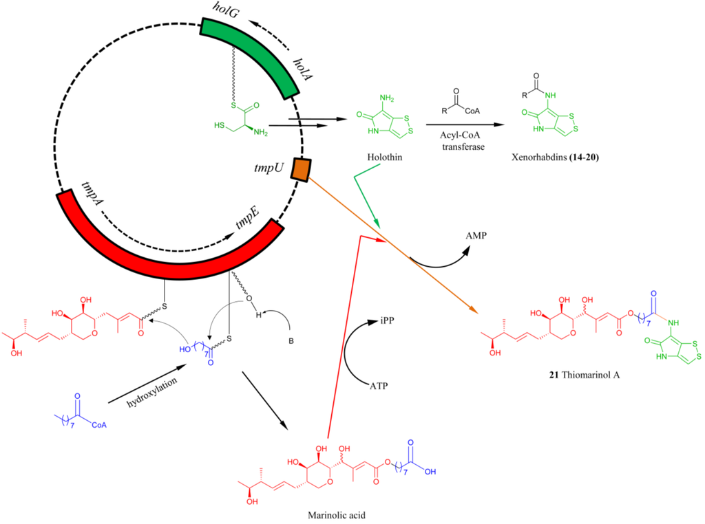 Marinedrugs 11 03970 g014 1024