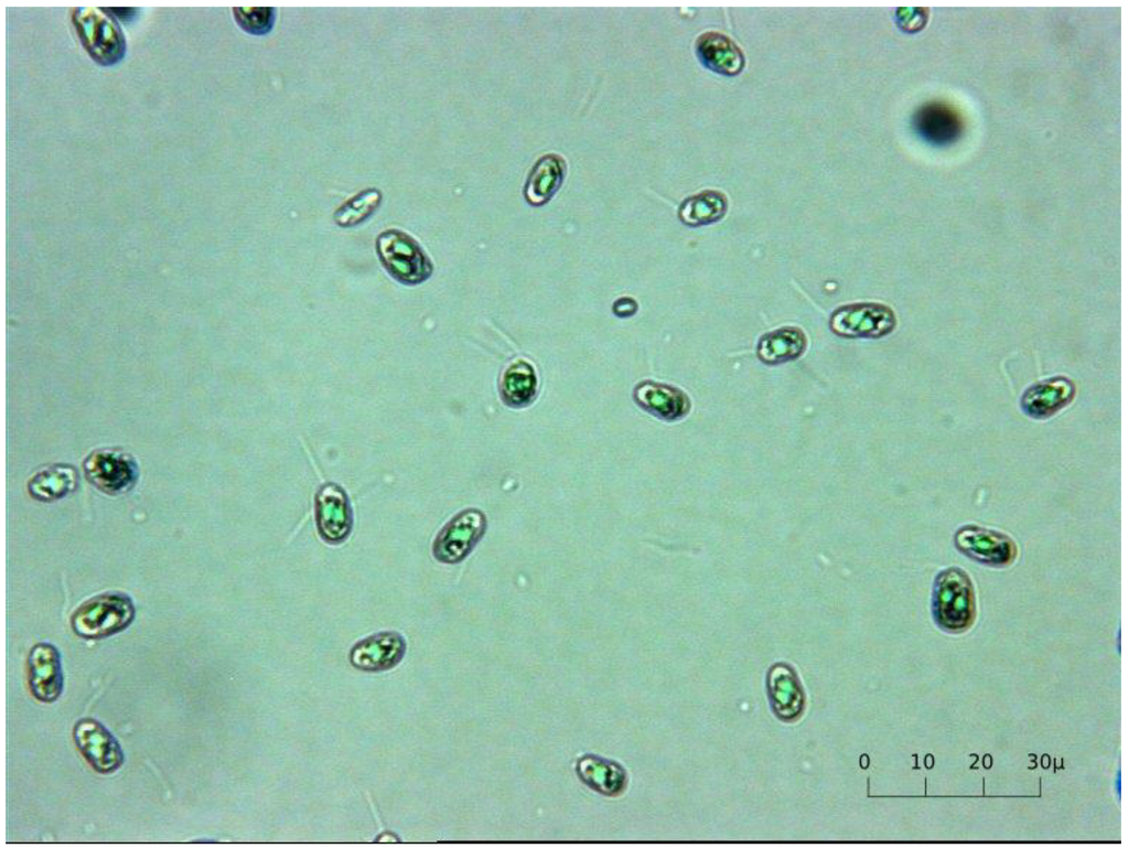 Marinedrugs 11 04390 g005 1024