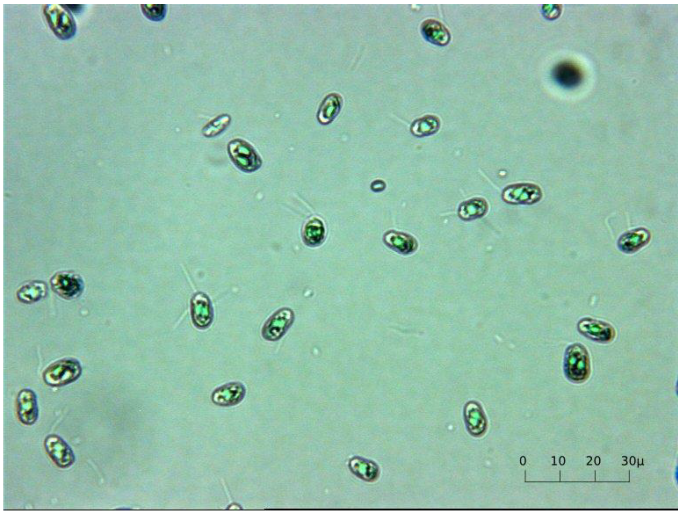 Marinedrugs 11 04390 g005