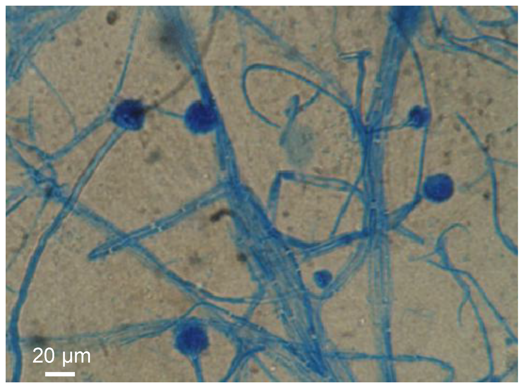 Marinedrugs 11 04724 g007 1024