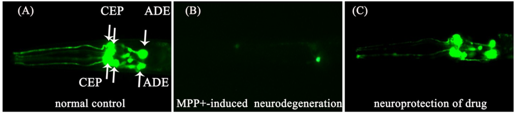 Marinedrugs 11 05159 g004 1024