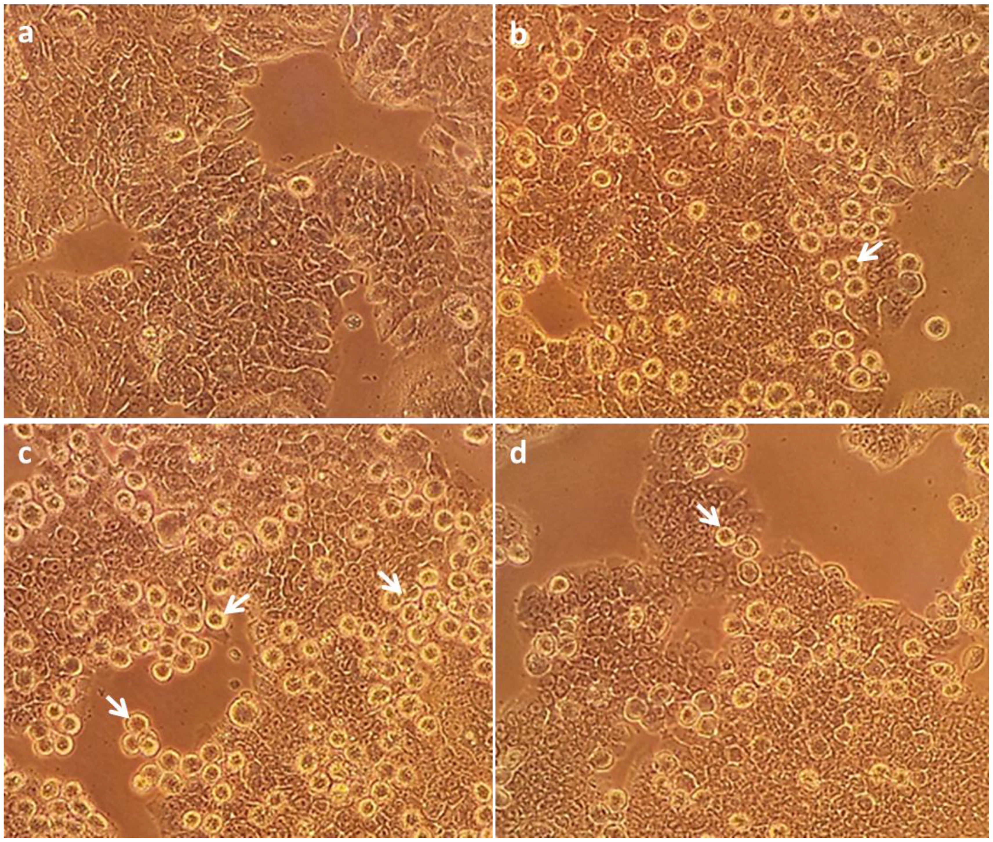 Marinedrugs 12 00017 g003