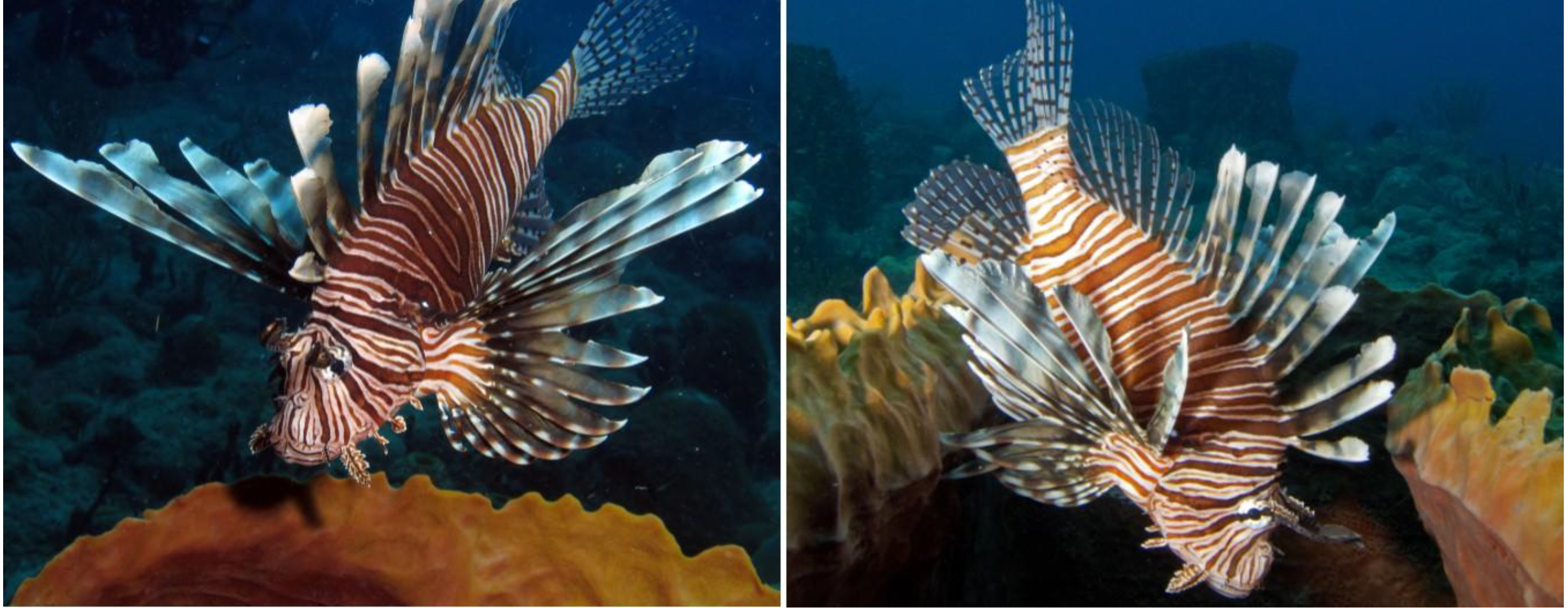 Marinedrugs 12 00088 g001