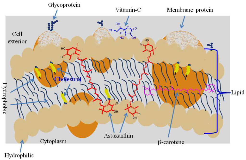 Marinedrugs 12 00128 g004 1024