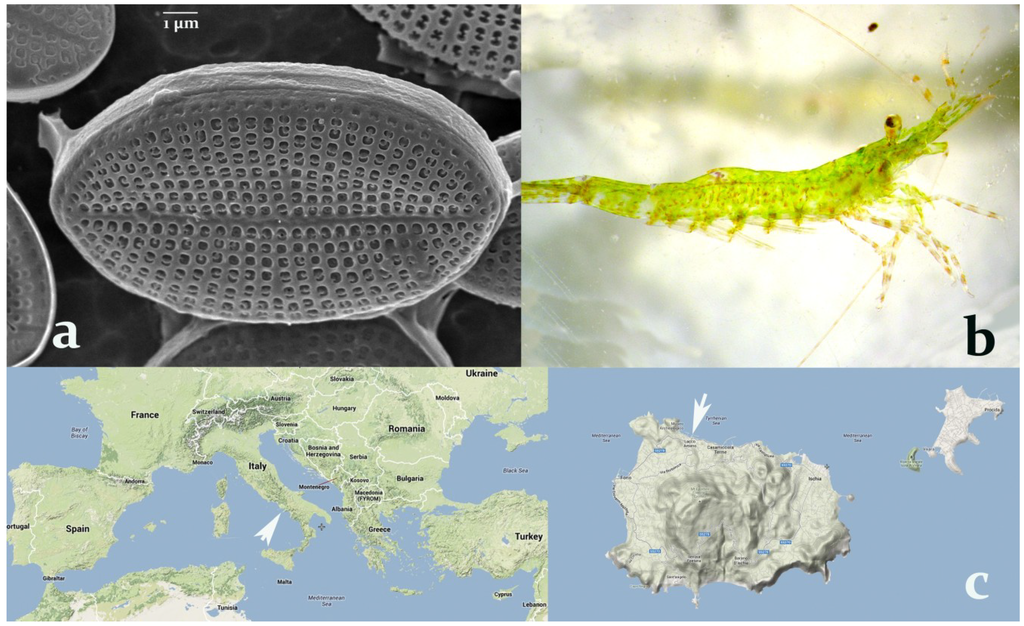 Marinedrugs 12 00547 g001 1024