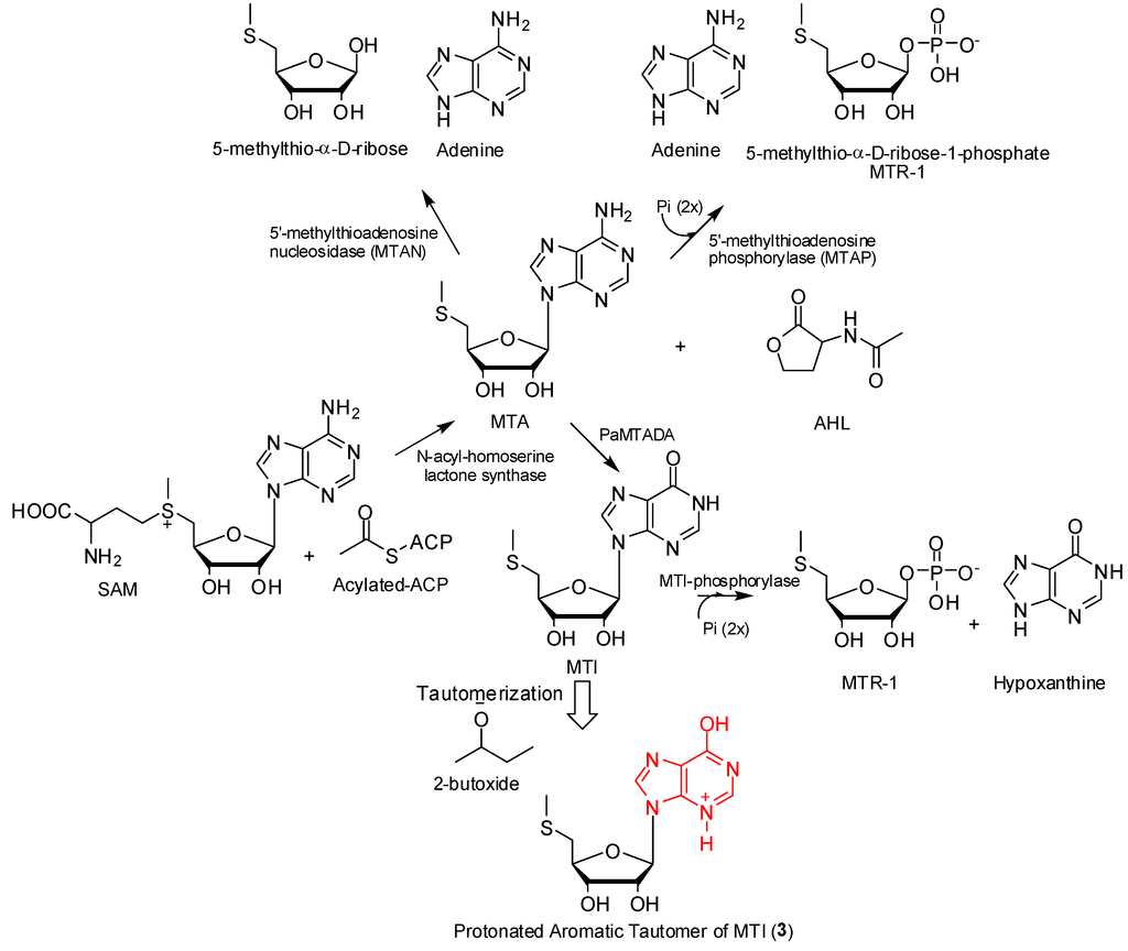 Marinedrugs 12 00999 g005 1024