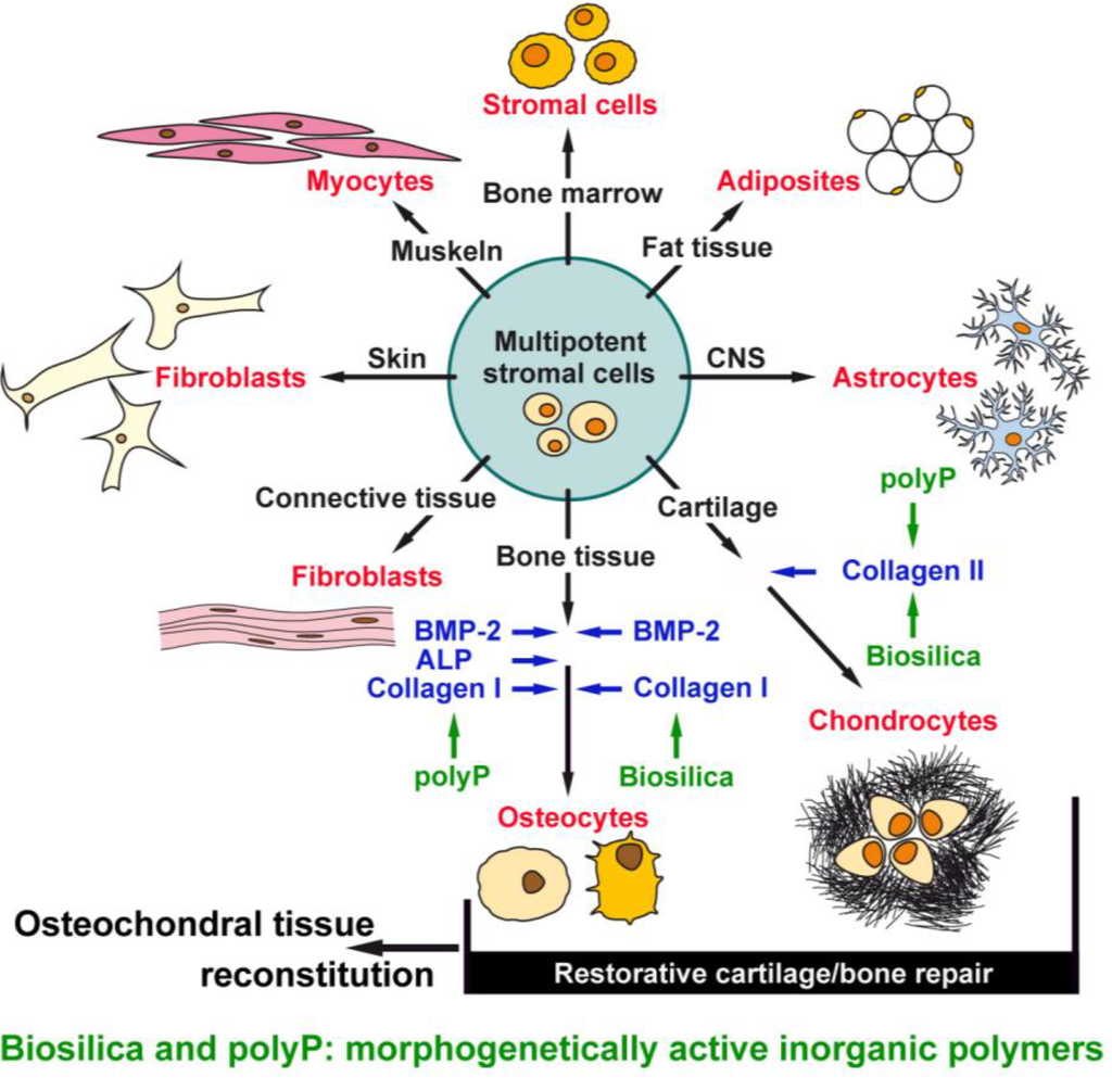 Marinedrugs 12 01131 g001 1024