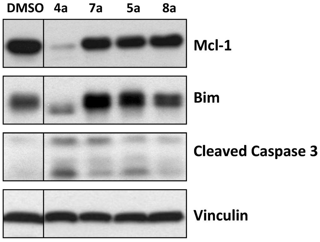 Marinedrugs 12 01335 g004 1024