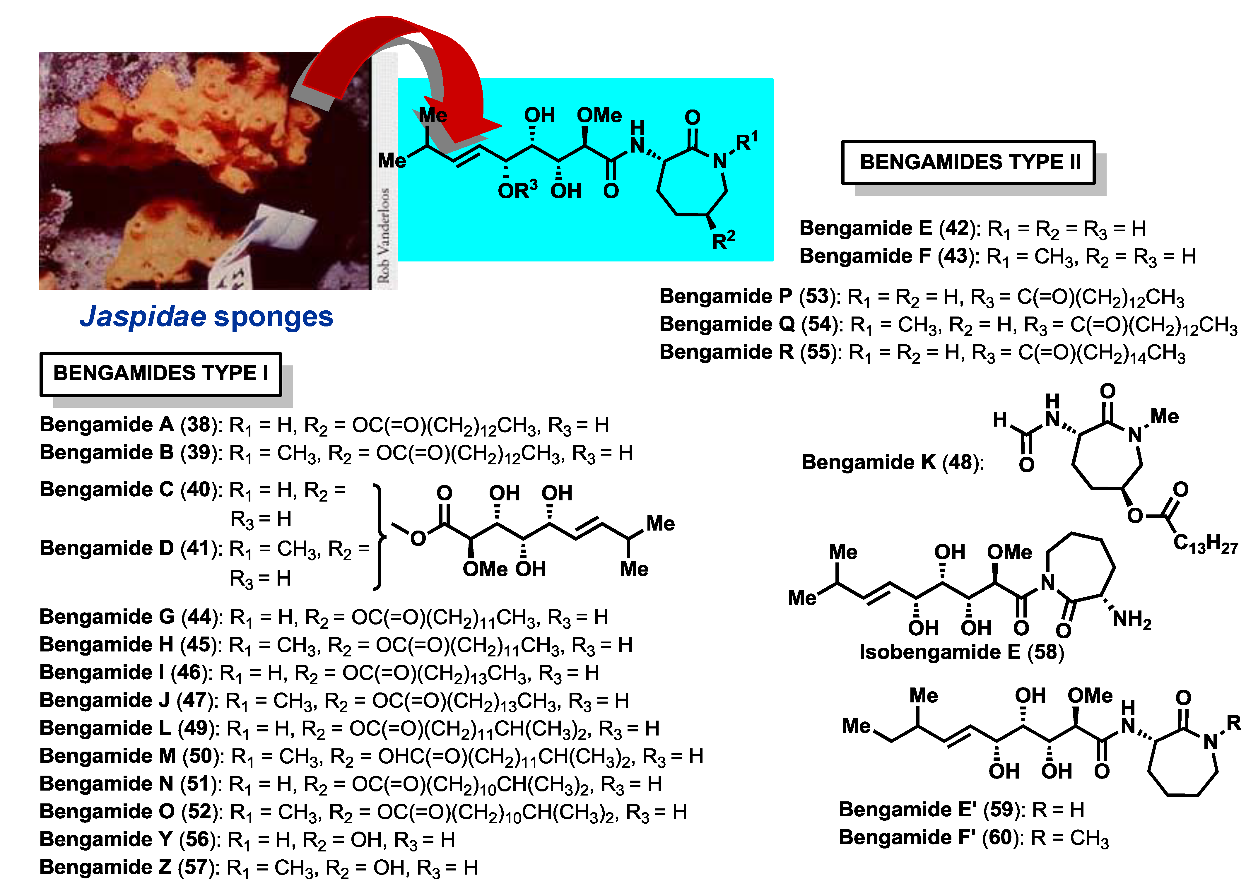 Marinedrugs 12 01580 g003