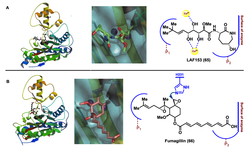 Marinedrugs 12 01580 g006 1024