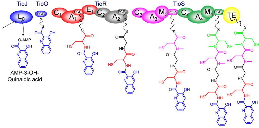 Marinedrugs 12 02668 g003 1024
