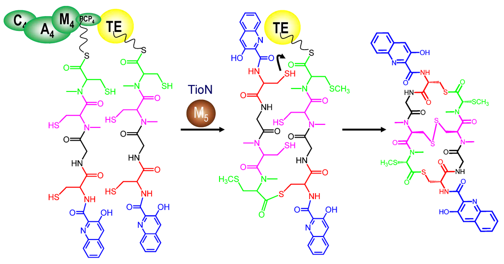 Marinedrugs 12 02668 g004 1024