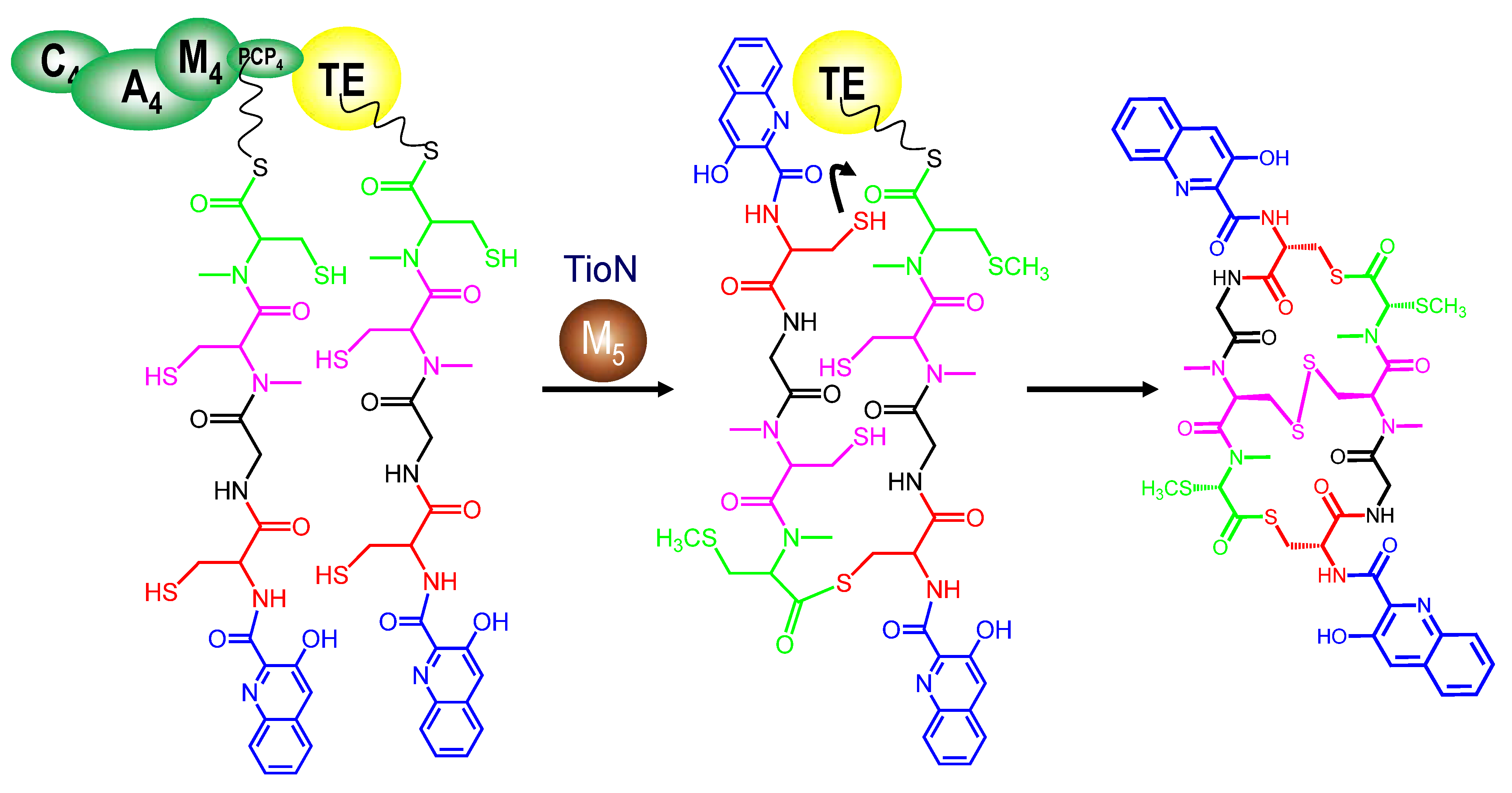 Marinedrugs 12 02668 g004