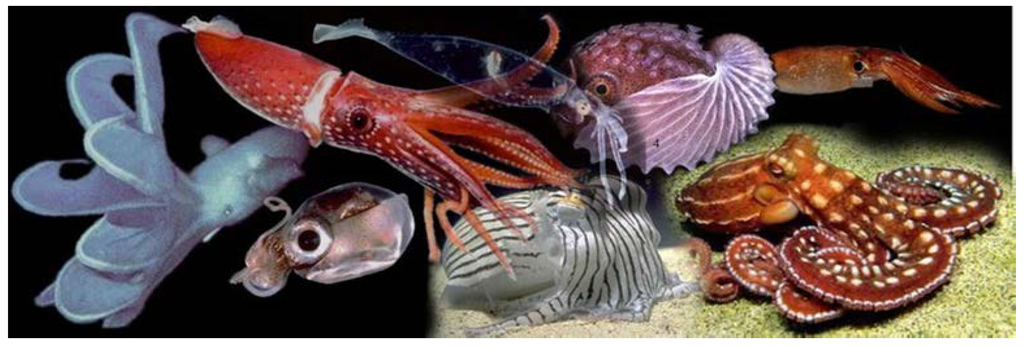 Marinedrugs 12 02700 g001 1024