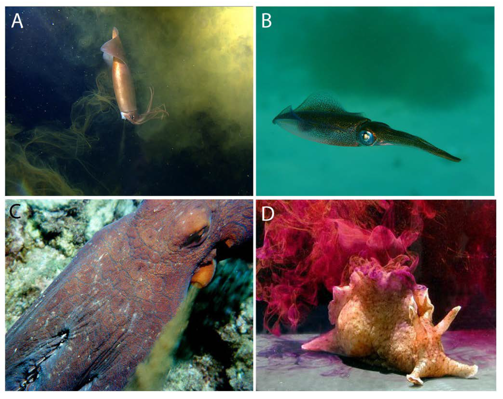 Marinedrugs 12 02700 g002 1024