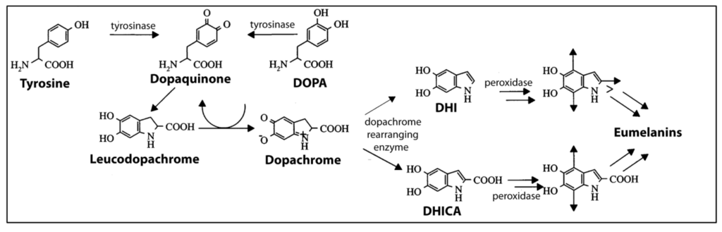 Marinedrugs 12 02700 g004 1024