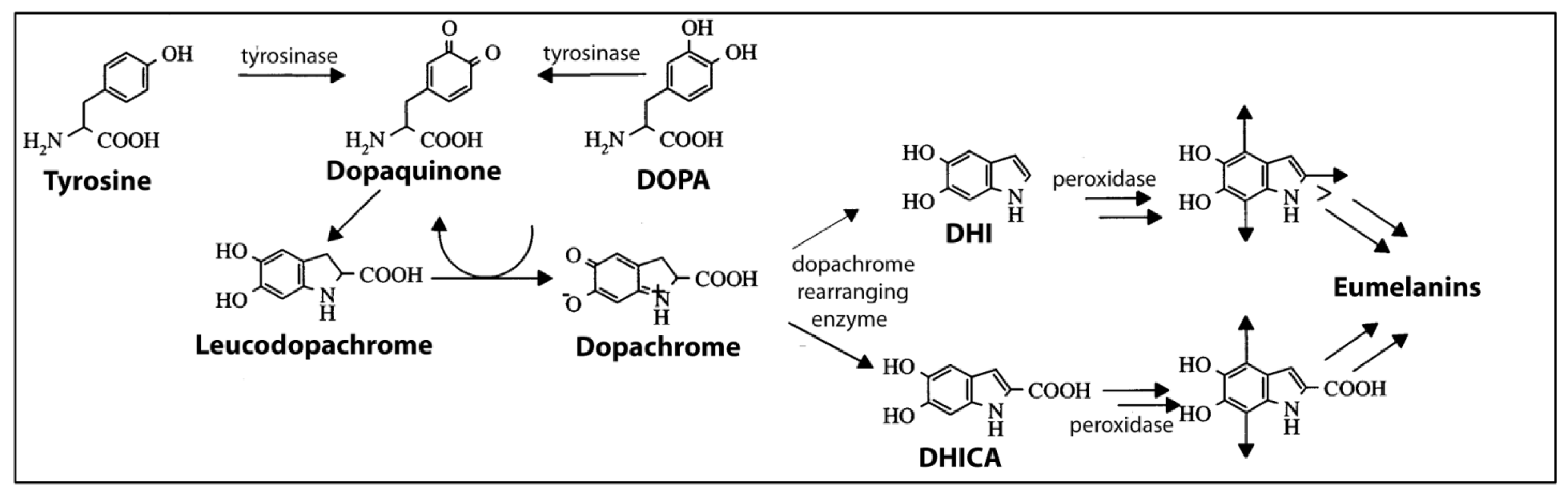 Marinedrugs 12 02700 g004