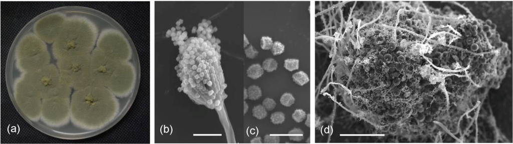 Marinedrugs 12 03190 g001 1024