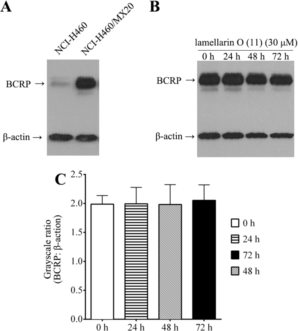 Marinedrugs 12 03818 g007 1024