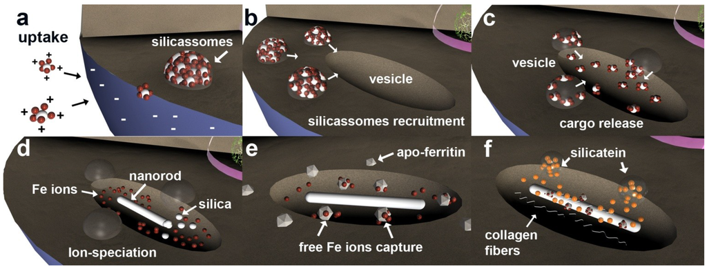 Marinedrugs 12 04659 g006 1024